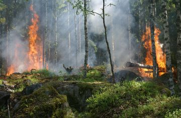 Beberapa Pasal Penjerat Pelaku Pembakaran Hutan