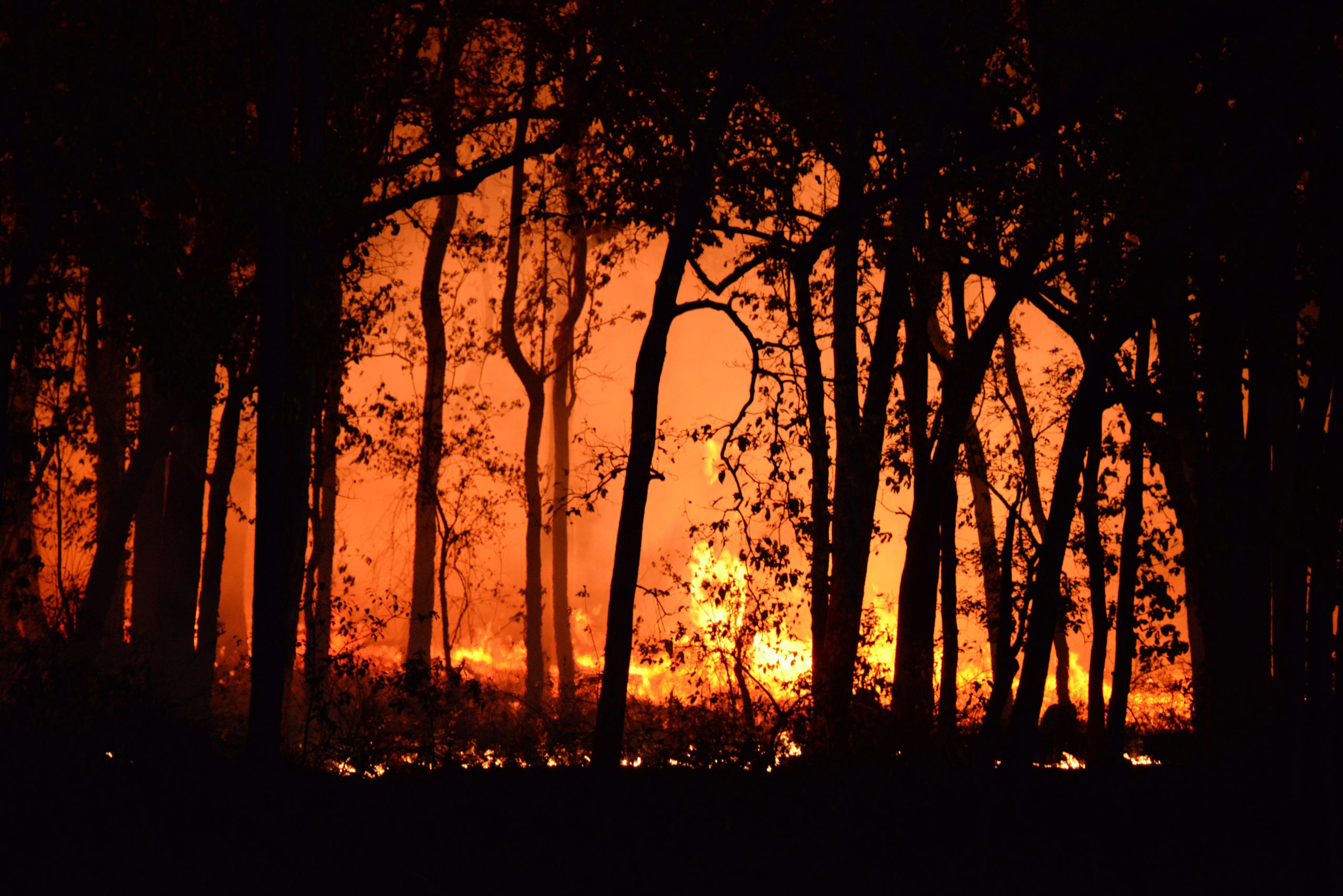 Dampak Pembakaran Hutan Dengan Disengaja